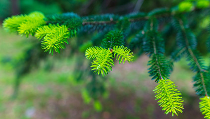 New green needles on coniferous branches