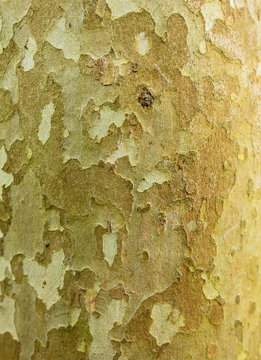Green bark on a tree in the park