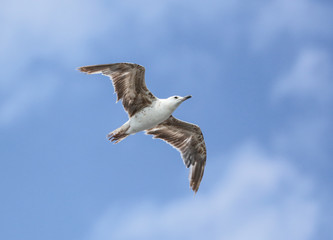 Seagull flying in the blue sky