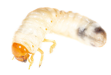 Lelome beetle on a white background