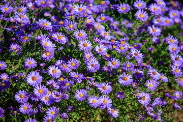 Beautiful purple flowers in the garden as a background