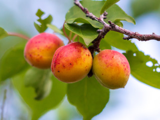 Ripe apricot on the branches of a tree