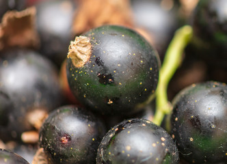 Black currant berries as a background