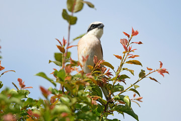 Neuntöter (Lanius collurio) - Red-backed shrike