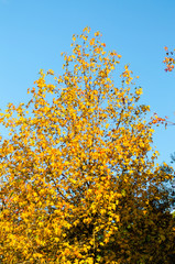 Sycamore tree with yellow leaves