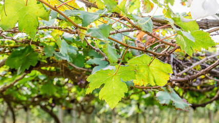 Heart shape grape leaves in the sunlight
