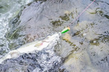 Fishing equipment. Wild nature. Fish in river. Gear and bait concept. Fisherman job is simple. Fins and scales. Freshwater fish on hook. Trout in water close up. Fishing hobby. Fishing activity © be free