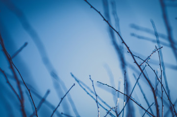 Twigs with blurred background
