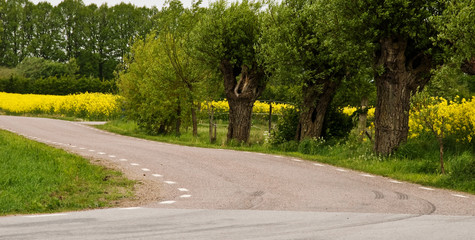 Country road in a springtime landscape