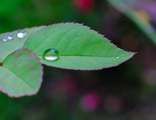 Drops of dew on the leaves of the rose tree