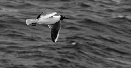 seagull in flight