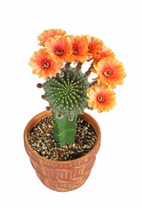 Bloom orange flowers of Lobivia cactus in clay pot with isolated on white background