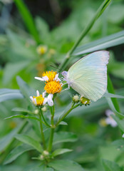 Butterflies are eating pollen, natural background blur.