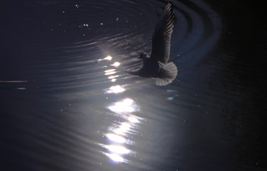 reflection in water