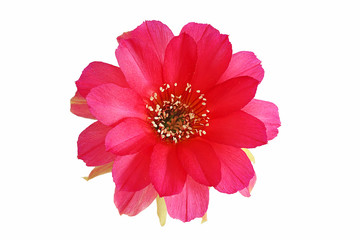 Bloom red flowers cactus with isolated on white background
