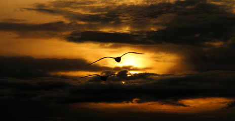 Fototapeta na wymiar sunset with gull