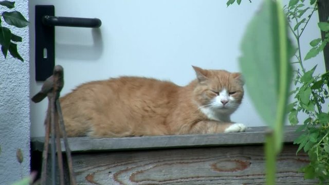 Mein Name ist "Garfield" und ich ruhe mich aus