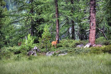 Reh, Rehbock, Wald, Lichtung, Gras, Wild, Geweih, Rotwild, Capreolus capreolus, Hirsch,...