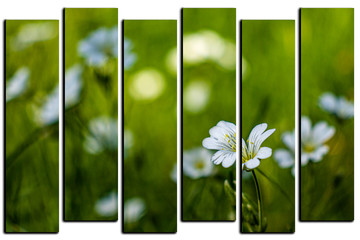 modular picture on white background, common starwort, common starwort, stitchwort, lesser...