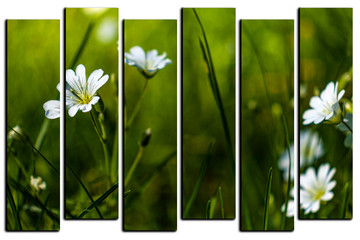 modular picture on white background, common starwort, common starwort, stitchwort, lesser...