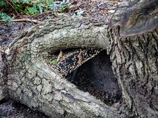 Spiders web on old tree