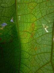 texture of green leaf