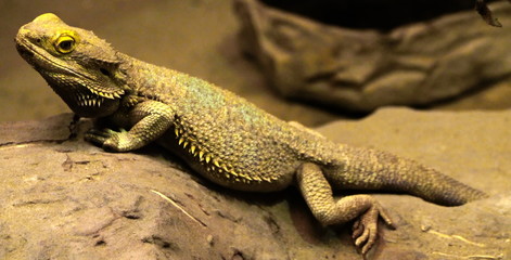 lizard on rock