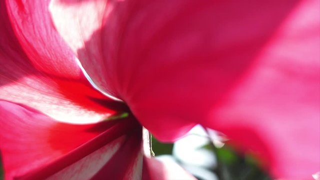 Close up of pink Hibiscus flower bud in slow motion