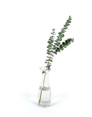 Eucalyptus branches in glass vase on white background, Home decoration design element. 