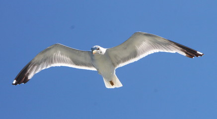 Obraz premium Seagull