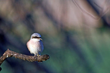 Neuntöter (Lanius collurio) - Red-backed shrike