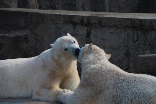 Kiss of two white bears