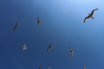 Gull in the flight