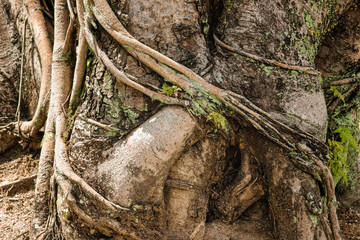 BUdi tree bark & roots