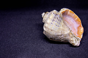 shell on a dark background