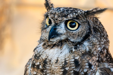 Close-up horned owl with big eyes watching