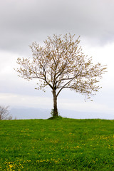 Fototapeta na wymiar A nice little tree against a cloudy sky in the Apennines mountain, Italy