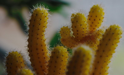 yellow cactus flower