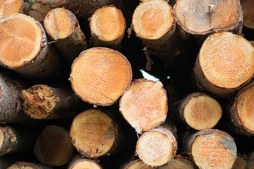 Freshly cut lumber, detail of the circular section cut