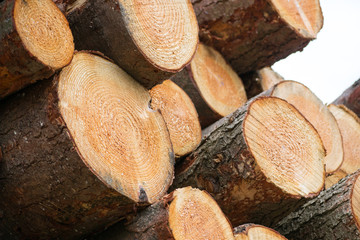 Freshly cut lumber, detail of the circular section cut