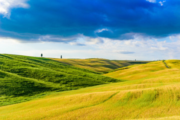 Group of italian cypresses near San Quirico d´Orcia - Beautiful landscape Scenery -  Val d’Orcia, Tuscany, Italy