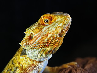 green iguana on a tree