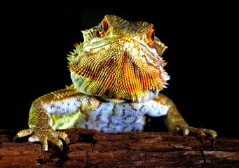 iguana on the black background