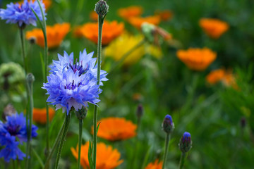 cornflowers in meadow