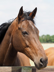 Retired Racehorse in Paddock