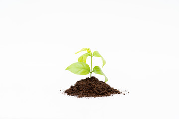 Sprout and organic soil on white background