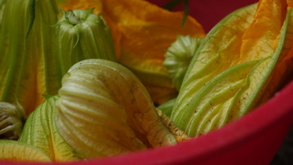 Fiori di Zucca