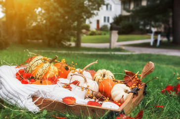 different autumn berries, leaves, decorative mini pumpkins. Autumn still life in the garden.