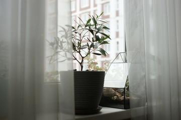 Olive tree in a pot on the window