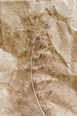 Peacock feather close-up on crumpled brown paper, abstract background, selective focus